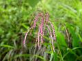 Pink Fairy Grass